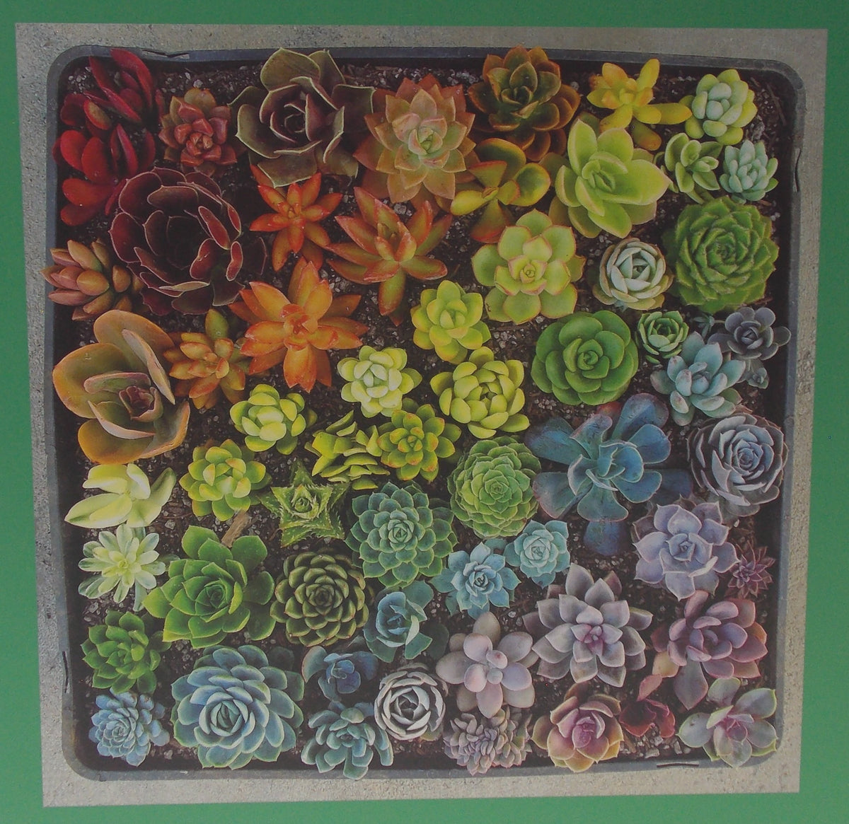 Galison Jigsaw Puzzle Succulents Leaves 500 Pieces 20x20