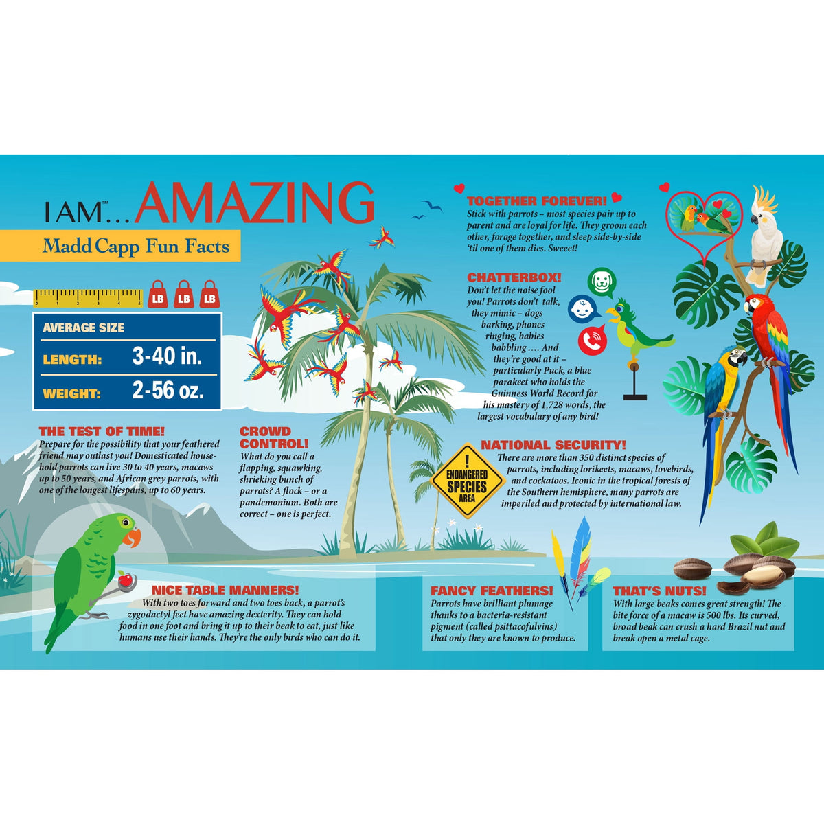 Madd Capp PARROT 300 Piece Jigsaw Puzzle For Ages 10 and up - 6022 - Unique-Shaped Border, Challenging Random Cut Pieces, Deluxe Five-Sided Tamperproof, Includes Educational Madd Capp Fun Facts